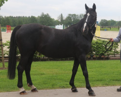 broodmare Cordula de Laubry (Belgian Warmblood, 2002, from For Pleasure)