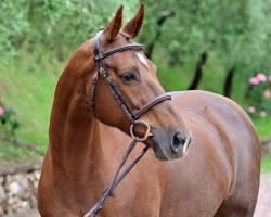 broodmare Hallina de Muze (Belgian Warmblood, 2007, from Tinka's Boy)