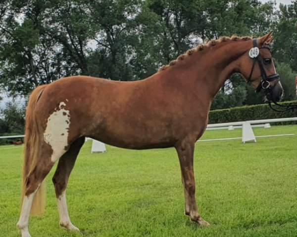 broodmare Zoe AC (German Riding Pony, 2017, from Nilantshoeve's Zippo)