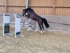 Pferd Eulenhof's Heesel (Welsh-Cob (Sek. C), 2014, von Arvalon Sion)