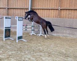 Pferd Eulenhof's Heesel (Welsh-Cob (Sek. C), 2014, von Arvalon Sion)