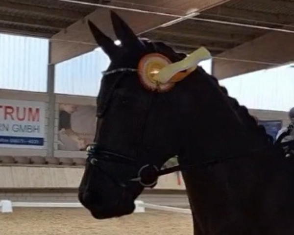 dressage horse Fürst Romance (Oldenburg, 2017, from For Romance I)