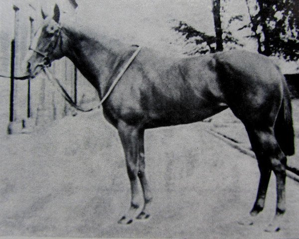 broodmare Butterfly Net xx (Thoroughbred, 1955, from Golden Cloud xx)