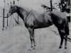 broodmare Butterfly Net xx (Thoroughbred, 1955, from Golden Cloud xx)