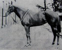 broodmare Butterfly Net xx (Thoroughbred, 1955, from Golden Cloud xx)