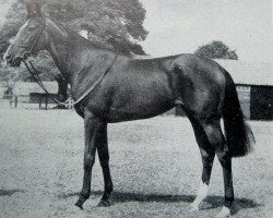 broodmare Fair Coup xx (Thoroughbred, 1947, from Coup De Lyon xx)