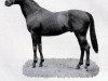 stallion Apple Sammy xx (Thoroughbred, 1923, from Pommern xx)