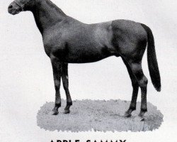 stallion Apple Sammy xx (Thoroughbred, 1923, from Pommern xx)