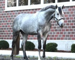 jumper Bichacco (Oldenburg show jumper, 2020, from Pr.H. Bingo Boy)