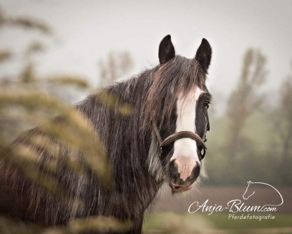 dressage horse Elli (Tinker / Irish Cob / Gypsy Vanner, 2009)