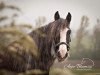 Dressurpferd Elli (Tinker / Irish Cob / Gypsy Vanner, 2009)