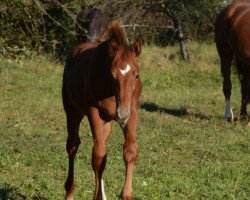 dressage horse Moonlight Red (German Warmblood, 2021, from DSP Marc Cain)