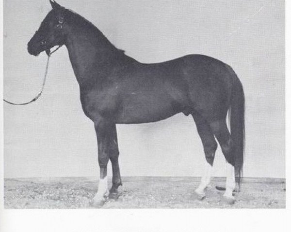 stallion Gaysar ox (Arabian thoroughbred, 1942, from Rifage ox)