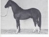 stallion Gaysar ox (Arabian thoroughbred, 1942, from Rifage ox)