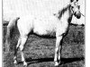 stallion Rifage ox (Arabian thoroughbred, 1936, from Mirage 1919 ox)
