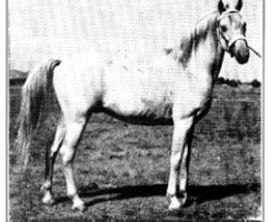 stallion Rifage ox (Arabian thoroughbred, 1936, from Mirage 1919 ox)