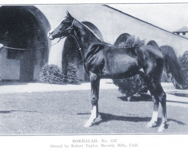 Pferd Rokhalad ox (Vollblutaraber, 1936, von Hanad 1922 ox)