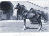 horse Rokhalad ox (Arabian thoroughbred, 1936, from Hanad 1922 ox)