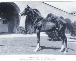 horse Rokhalad ox (Arabian thoroughbred, 1936, from Hanad 1922 ox)