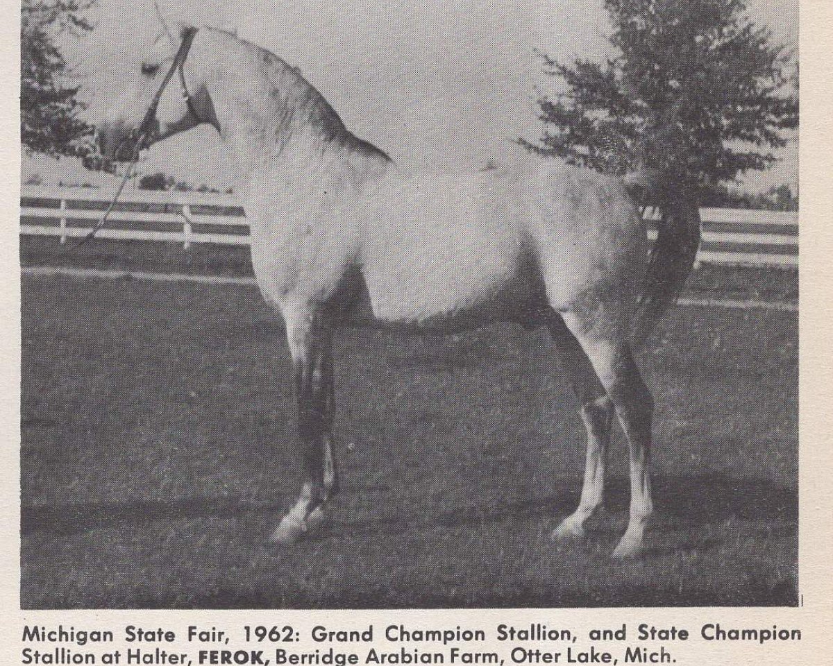 stallion Ferok ox (Arabian purebred, 1951, from Ferseyn ox)