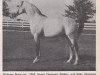 stallion Ferok ox (Arabian thoroughbred, 1951, from Ferseyn ox)