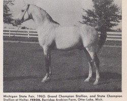 stallion Ferok ox (Arabian thoroughbred, 1951, from Ferseyn ox)