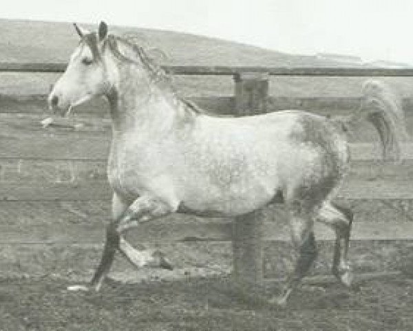 Deckhengst Sur-Grande ox (Vollblutaraber, 1956, von Sureyn ox)
