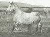 stallion Sur-Grande ox (Arabian thoroughbred, 1956, from Sureyn ox)