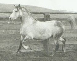 stallion Sur-Grande ox (Arabian thoroughbred, 1956, from Sureyn ox)