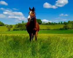 broodmare Queen (Oldenburg, 2004, from Quidam's Rubin)