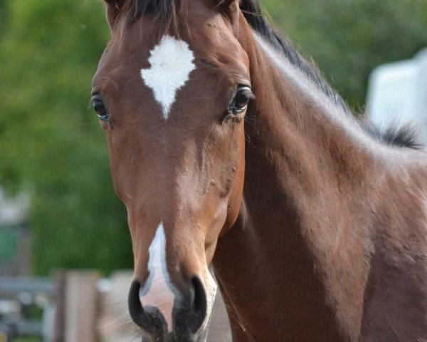 dressage horse Barons Bailador (Hanoverian, 2022, from Baron)