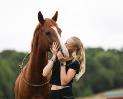 dressage horse Cassilanos Champion (Holsteiner, 2012, from Cassilano)