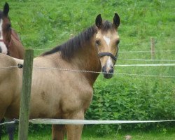 dressage horse Qi S (Holsteiner, 2023, from Qaside Md)