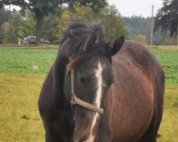 jumper Hengst von Catch / Limoncello II (Holsteiner, 2022, from Catch)