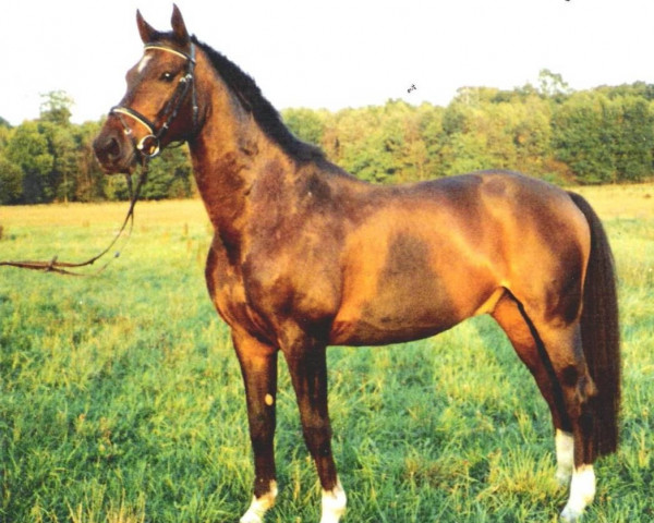 dressage horse Feiner Bube F (Oldenburg, 1992, from Feiner Stern)