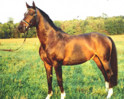 Pferd Feiner Bube F (Oldenburger, 1992, von Feiner Stern)