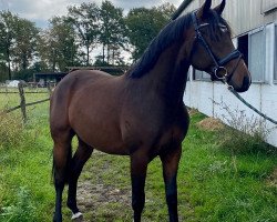 dressage horse Good looking George (Holsteiner, 2019, from Goldball)