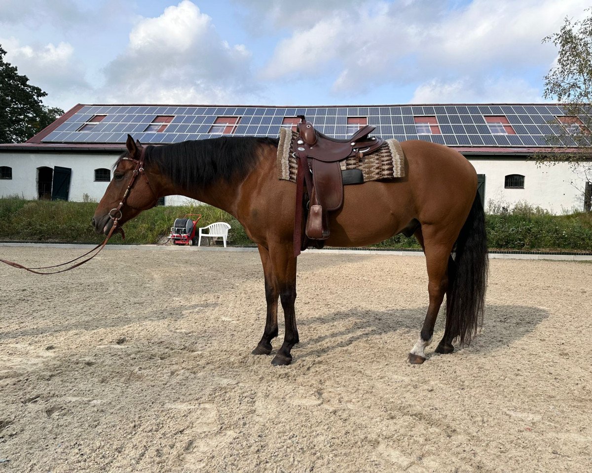 Pferd Mr Lova Lova (Quarter Horse, 2013)