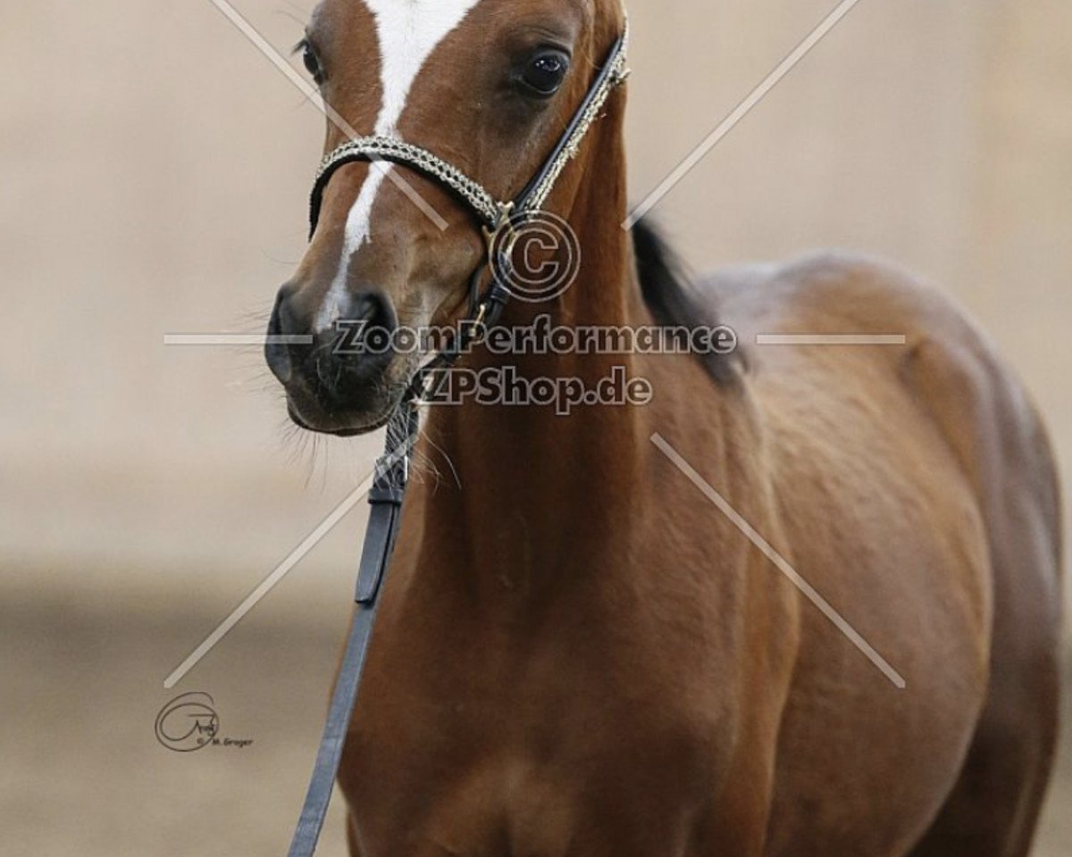 horse Soraya von Lindau ox (Arabian purebred, 2017, from Ibn Layalia EAO)