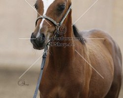 Pferd Soraya von Lindau ox (Vollblutaraber, 2017, von Ibn Layalia EAO)