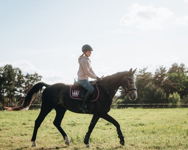 jumper Condino T (Brandenburg, 2019, from Conturio)