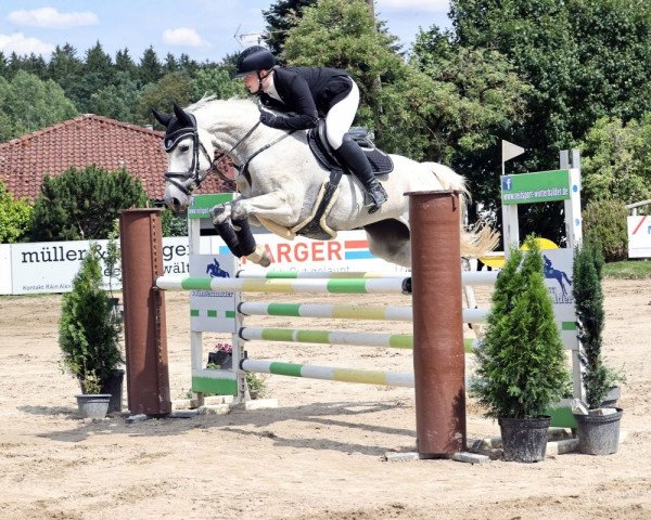 jumper Clara 176 (German Sport Horse, 2014, from Chap II)