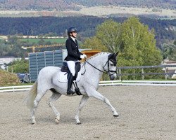 dressage horse Caramelo Rey (Pura Raza Espanola (PRE), 2009, from Favorito de Ymas)