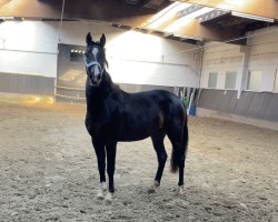 dressage horse Remember Me (Westphalian, 2020, from Rock Deluxe NRW)