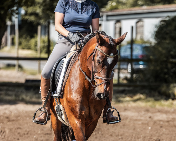 broodmare Cara Valida Ka (German Riding Pony, 2009, from Classic Dancer I)