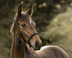 dressage horse Fashion´s Rose C (Oldenburg, 2023, from Fashion In Black NRW)