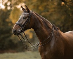 broodmare Biskaja 6 (Oldenburg, 2011, from Breitling W)