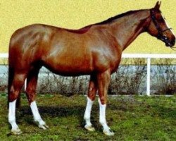 stallion Galopin du Quesnay (Selle Français, 1994, from Muguet du Manoir)