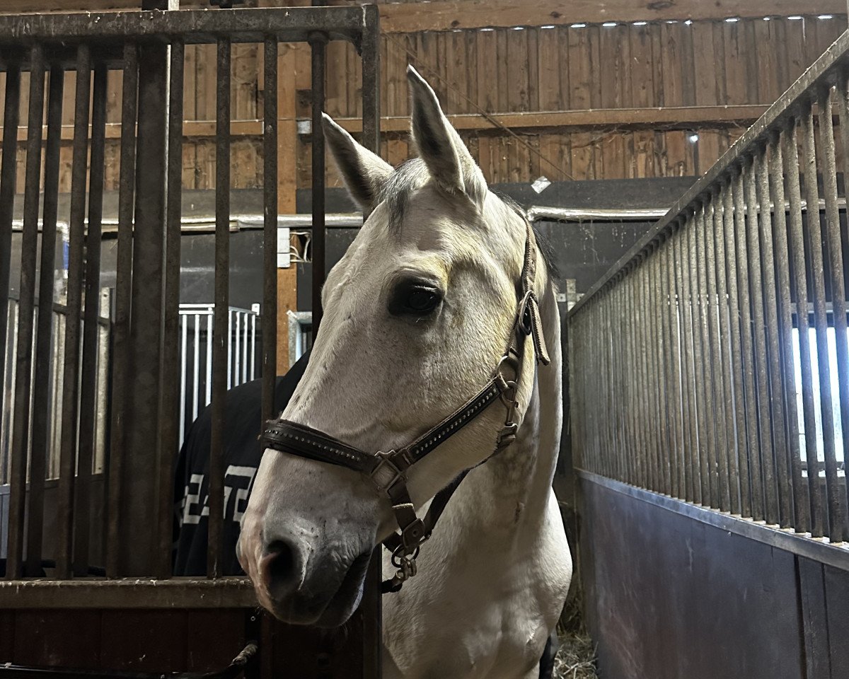 jumper Lucky Star-V (Belgian Warmblood, 2011, from Diabeau)
