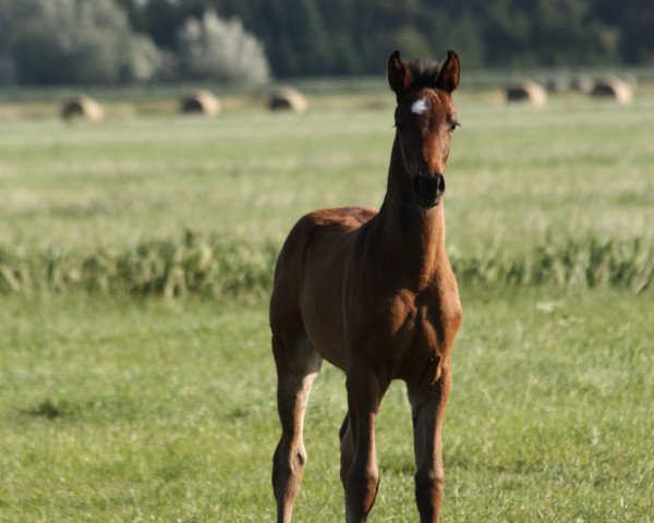 foal by Jalique (Oldenburg, 2023, from Glock's Johnson Tn)